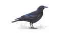 Черная ворона фото (Corvus corone) - изображение №2082 onbird.ru.<br>Источник: www.rspb.org.uk